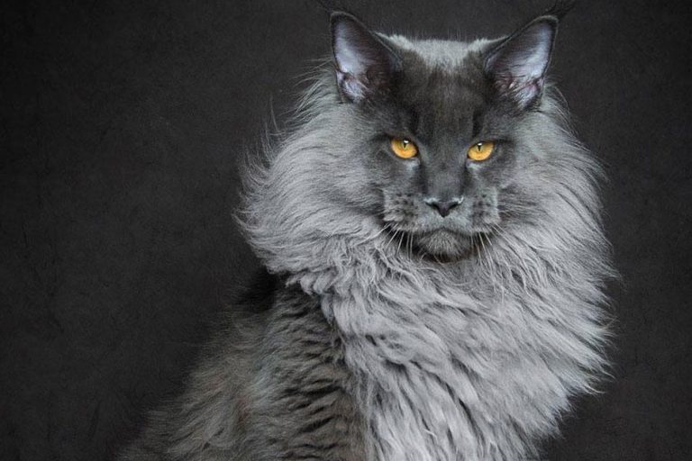 Maine coon mačka