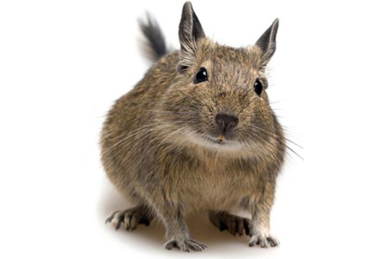 degu